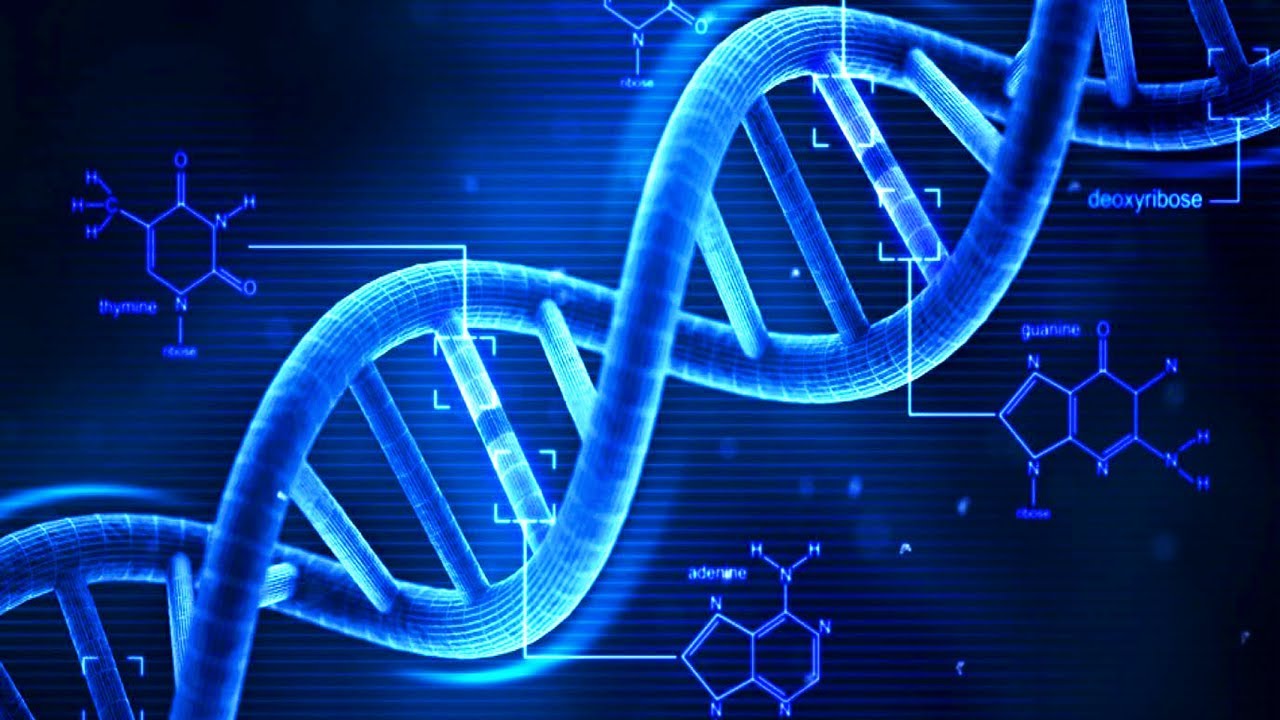 DNA e RNA