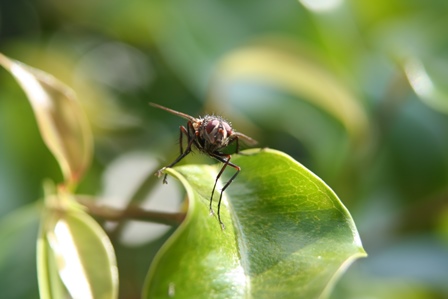 agronomia5.jpg