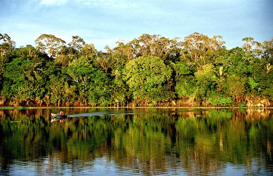 AMAZONIA - Maior bioma brasileiro, a Amazônia ocupa quase metade do território nacional (49,29%) e cobre totalmente os estados do Acre, Amapá, Amazonas, Pará e Roraima, além de estar presente em Rondônia, Mato Grosso, Maranhão e Tocantins. Marcada pela bacia amazônica, a vegetação desse bioma se caracteriza por árvores altas, matas de várzea e igapós. Quase metade das espécies vivas do Brasil estão na Amazônia.