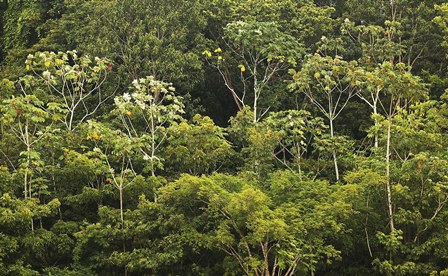 Amazonia4.jpg