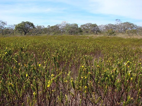 CERRADO - Cobrindo 22% do território, o cerrado é o segundo maior bioma brasileiro. Presente nos estados de Goiás, Tocantins, Maranhão, Mato Grosso do Sul e Minas Gerais, é caracterizado por formações da savana e clima tropical quente subúmido, planaltos, chapadas, mata ciliar e ribeirinha e veredas.