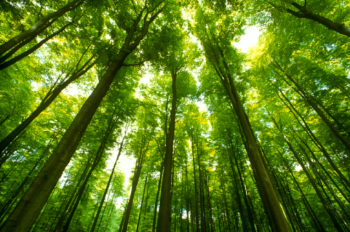 O advogado que se especializa em Direito Ambiental pode trabalhar em ONG e empresas, lidando com questões que envolvam a relação do homem com o meio ambiente.