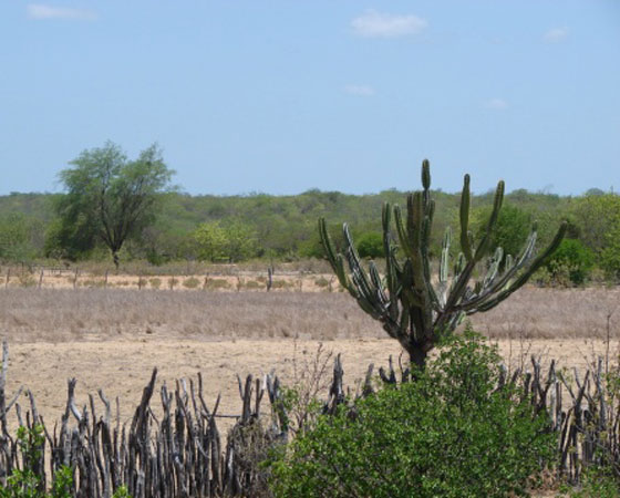 Unesp Rio Claro inscreve para pós-doutorado em Ecologia