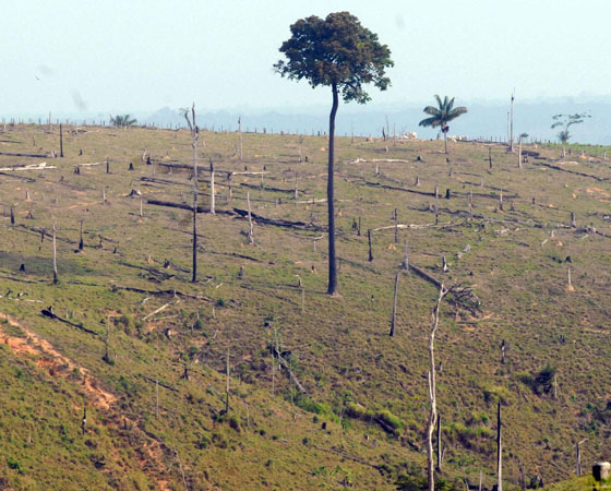 No Enem 2008 a proposta pedia uma resposta para: "Como preservar a floresta Amazônica". Foram sugeridas três possibilidades - suspender imediatamente o desmatamento; dar incentivo financeiros a proprietários que deixarem de desmatar; ou aumentar a fiscalização e aplicar multas a quem desmatar. O Guia publicou duas análises de redação com dicas sobre o tema. Podem ser conferidas <a href="https://gutenberg.guiadoestudante.abril.com.br/blog/redacao-para-o-enem-e-vestibular/analise-da-redacao-tema-como-preservar-a-floresta-amazonica/" target="_blank" rel="noopener">aqui</a> e <a href="https://gutenberg.guiadoestudante.abril.com.br/blog/redacao-para-o-enem-e-vestibular/analise-de-redacao-a-importancia-de-proteger-a-floresta-amazonica/" target="_blank" rel="noopener">aqui</a>. Sobre o assunto, <a href="https://gutenberg.guiadoestudante.abril.com.br/curso-enem-play/atualidades-ciencias-e-meio-ambiente-desmatamento/" target="_blank" rel="noopener">vale a pena conferir um texto de atualidades</a> do Curso Enem.