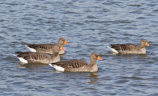 CITOLOGIA E FISIOLOGIA | Na citologia e na fisiologia animal, a água é solvente universal e elemento básico de sobrevivência para qualquer ser vivo. (Imagem: iStock) CITOLOGIA E FISIOLOGIA | Na citologia e na fisiologia animal, a água é solvente universal e elemento básico de sobrevivência para qualquer ser vivo. (Imagem: iStock)