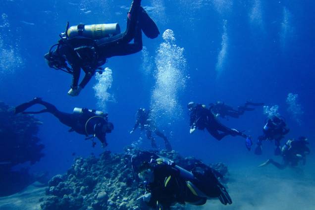 Negócios e Tecnologia do Mergulho - A Florida Keys Community College oferece esse curso que pode ser o sonho dos amantes de praia. A grade mistura ciência com a instrução de mergulho, e com o diploma é possível ser instrutor de mergulho, mergulhador de investigação e até fotojornalista subaquático. Negócios e Tecnologia do Mergulho - A Florida Keys Community College oferece esse curso que pode ser o sonho dos amantes de praia. A grade mistura ciência com a instrução de mergulho, e com o diploma é possível ser instrutor de mergulho, mergulhador de investigação e até fotojornalista subaquático.