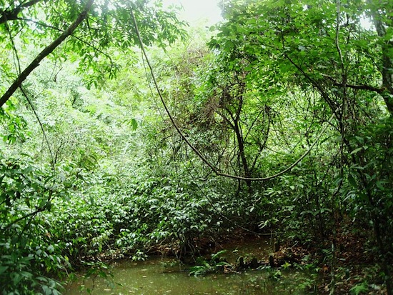 MATA ATLÂNTICA - Ocupando toda a faixa litorânea brasileira e parte do Planalto Meridional até o Rio Grande do Sul, a Mata Atlântica é caracterizada por árvores altas e vegetação de clima quente e úmido. No passado, já foi um dos biomas mais ricos da América do Sul, mas a ocupação do litoral e o desmatamento acabaram por descaracterizá-lo.