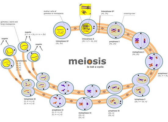 Já na meiose a célula-mãe cria quatro células filhas, que têm conteúdo genético diferente da célula-mãe (e entre si). O número de cromossomos das novas células é igual à metade do número presente na célula-mãe. (Foto: Creative Commons)