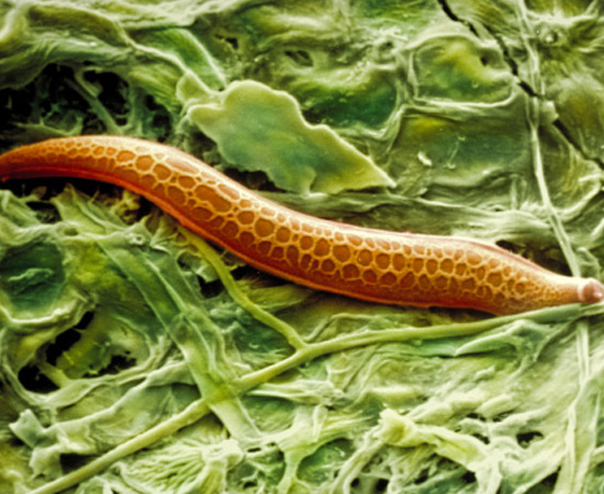 Vermes cilíndricos de corpo não segmentado. Incluem alguns parasitas humanos, como a lombriga. São invertebrados. Vermes cilíndricos de corpo não segmentado. Incluem alguns parasitas humanos, como a lombriga. São invertebrados.