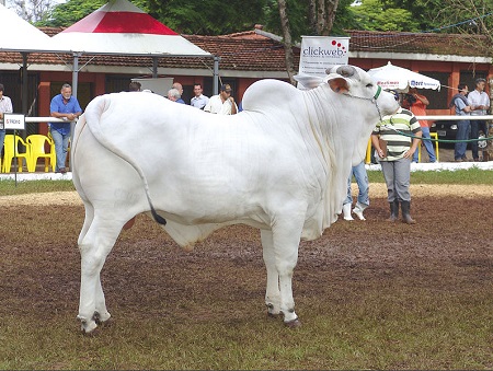 A pecúaria também é uma atividade comercial importantíssima para o Brasil. As carnes representam 6% do total de nossas exportações, um pouco menos que os produtos químicos, que pegam 6,3% do bolo.