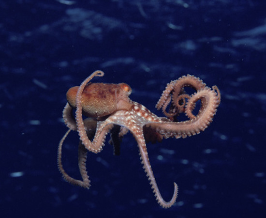 Seres de corpo mole, não segmentado. Podem ser marinhos ou terrestres, como lesmas, lulas e polvos. São invertebrados. Seres de corpo mole, não segmentado. Podem ser marinhos ou terrestres, como lesmas, lulas e polvos. São invertebrados.