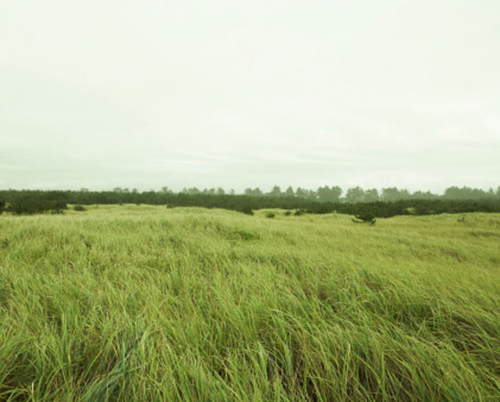 <strong>Estepe (Campos, Pampas, Pradaria) - </strong>Típica de áreas de clima temperado continental, a estepe é uma formação vegetal pobre, sem árvores, constituída basicamente de gramíneas, que se estende em regiões planas. Dependendo da área onde se localiza, recebe um nome diferente: campos, no Brasil; pampas, na Argentina; pradaria, nos Estados Unidos e Canadá e estepes, na Rússia. Essa flora também é encontrada na África e em trechos da Austrália.