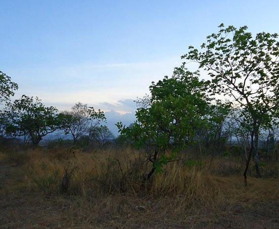 SAVANA - Estude as características deste tipo de vegetação. SAVANA - Estude as características deste tipo de vegetação.