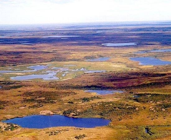 TUNDRA - Estude sobre este tipo de vegetação típico de baixas temperaturas.