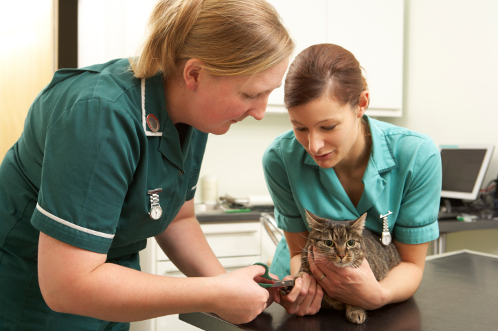 Faculdade de Medicina Veterinária da USP oferece curso de atualização