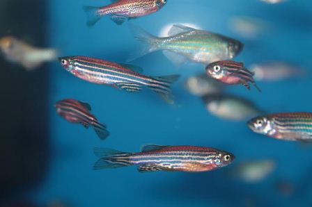 zebrafish.jpg