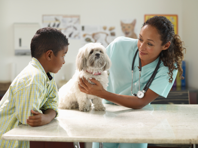 Medicina Veterinária: conheça as melhores faculdades do Brasil