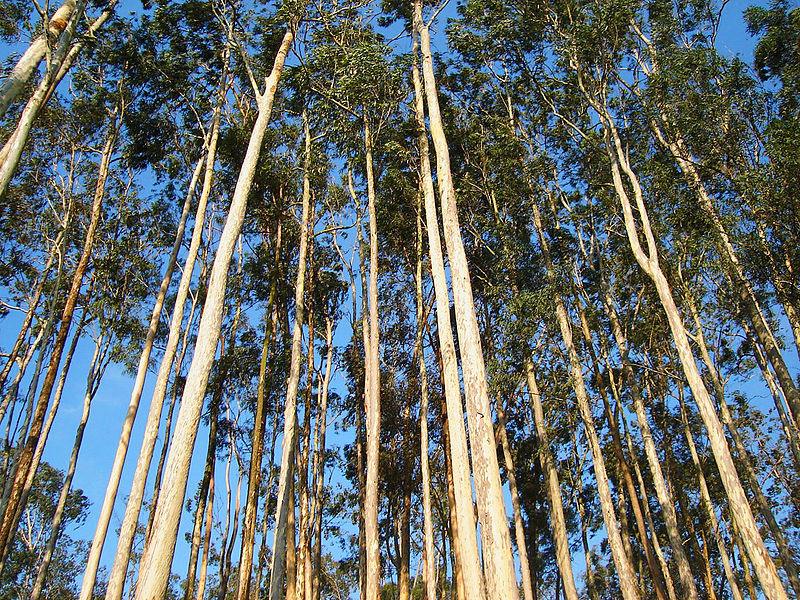 As melhores faculdades para estudar Meio Ambiente e Ciências Agrárias