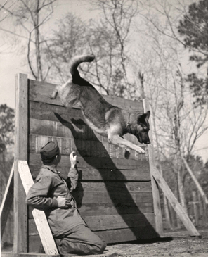 Cãobatentes de guerra