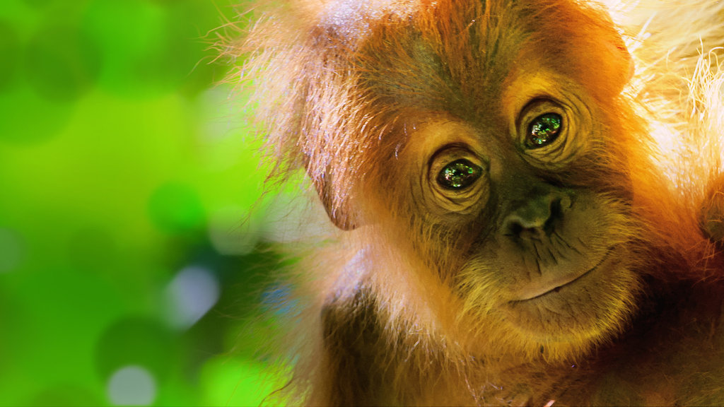 macaquinho