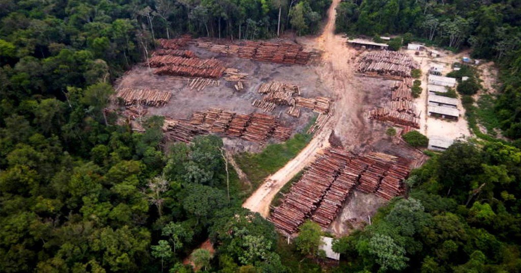 Um dos pátios com madeira apreendida pela Polícia Federal em dezembro de 2020, na divisa do Amazonas com o Pará