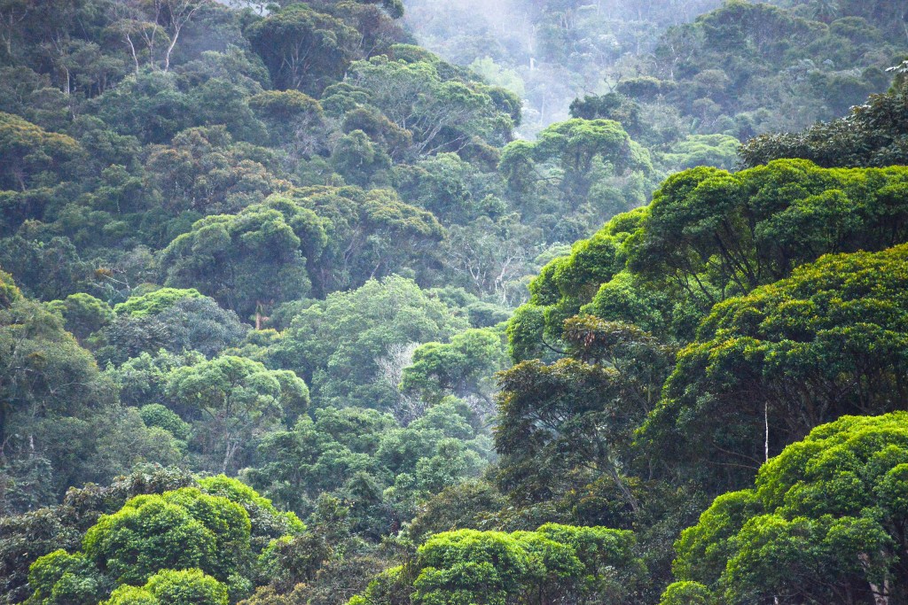 Região de Mata Atlântica em Caparaó, município de Minas Gerais