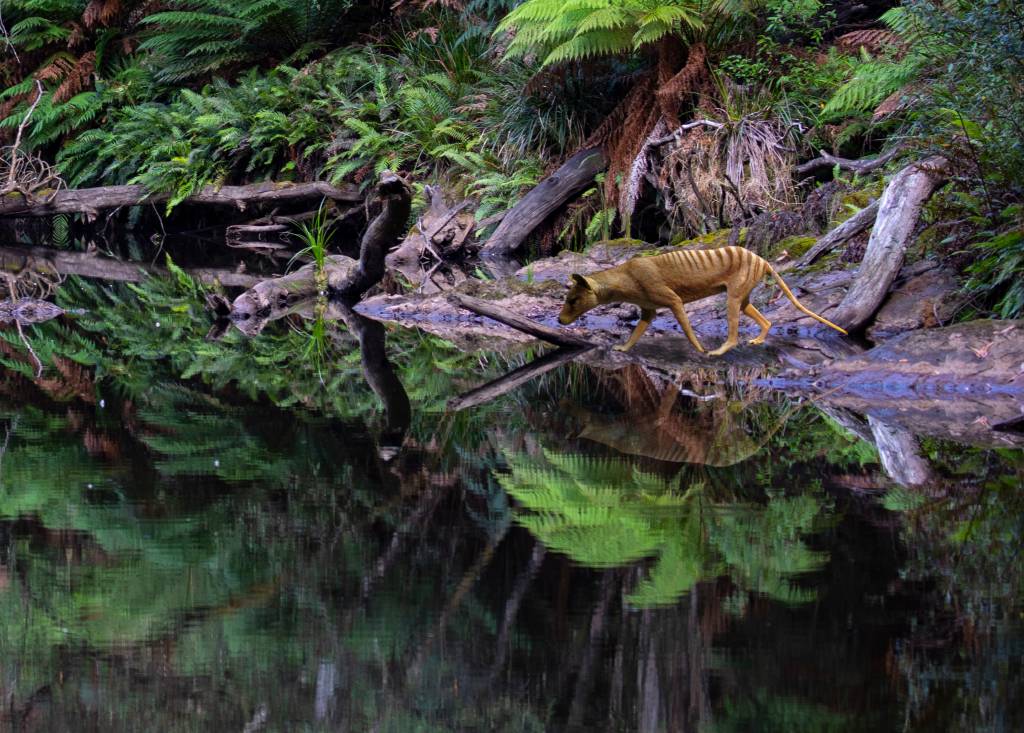 Tasmanian Tiger Ilustração de um Tigre-da-Tasmânia
