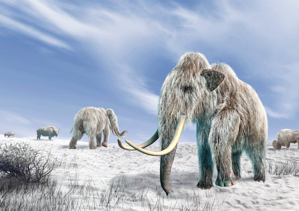 Woolly mammoths, artwork Arte gráfica de um mamute-lanoso extinto há cerca de 7,5 mil anos.