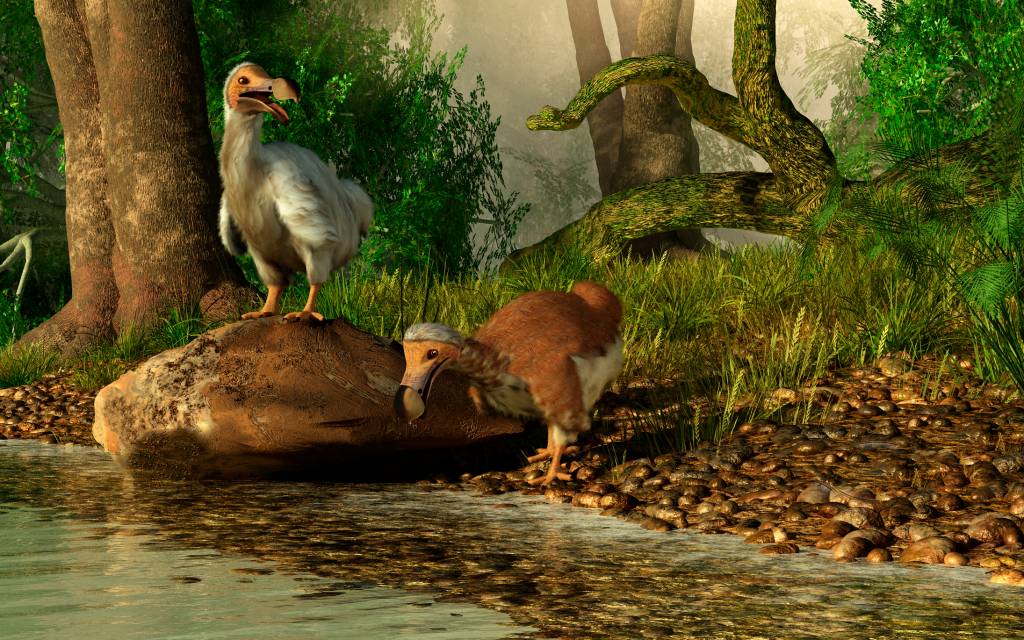 A pair of Dodo birds drinking at a river. Ilustração de um par de pássaros Dodô bebendo em um rio.
