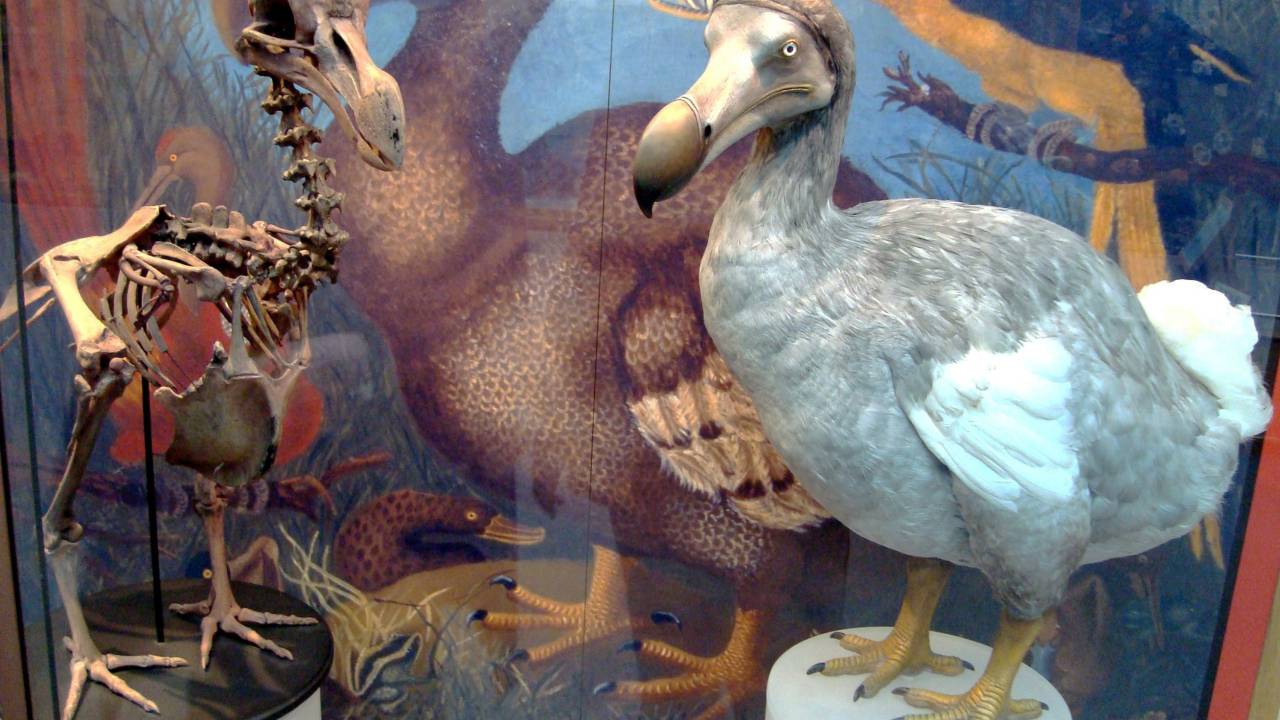 O esqueleto e a recriação de um Dodô em exibição na Universidade de Oxford, na Inglaterra. Crédito: