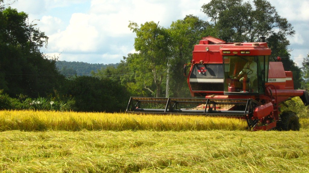 Plantação de Arroz