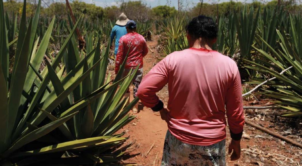 mulheres em trabalho análogo à escravidão andam em canavial
