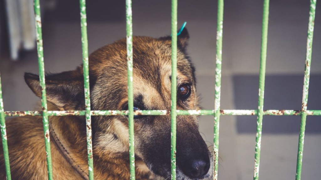 cachorro, dó, pena, dúvida de português