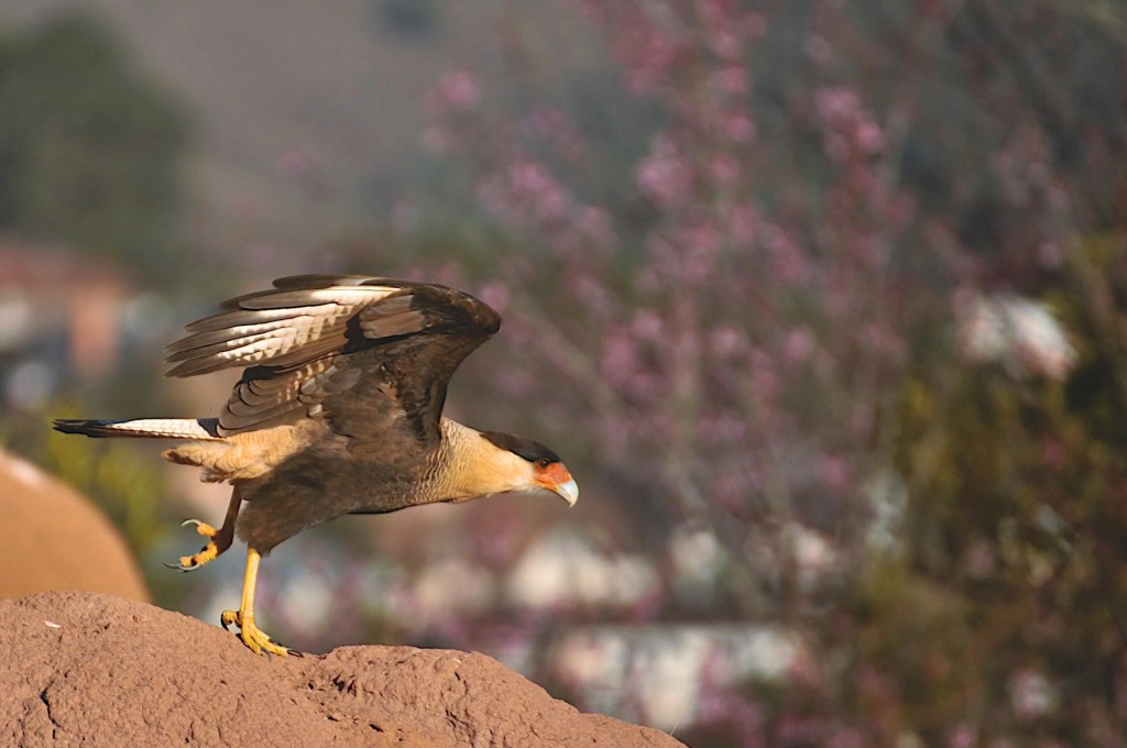 falcão