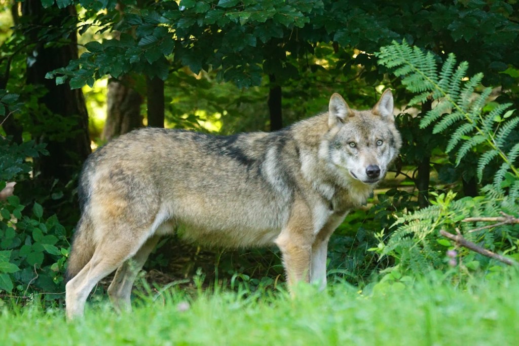 lobo lobo na floresta