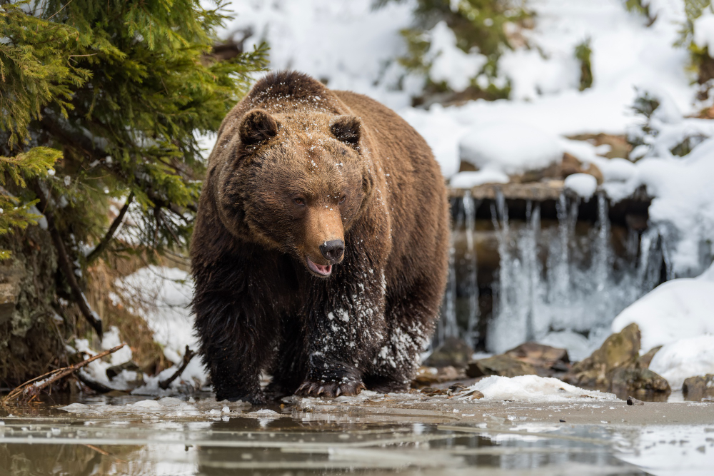 urso urso em cachoeira