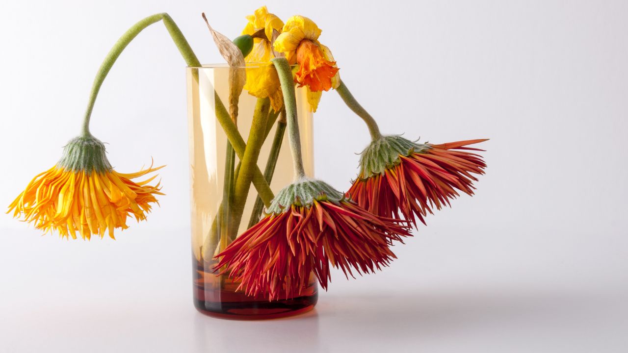 flor murcha