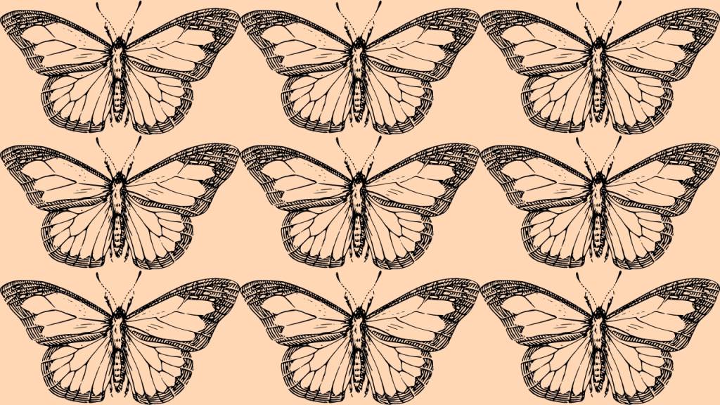 Qual é o coletivo de “borboleta”?