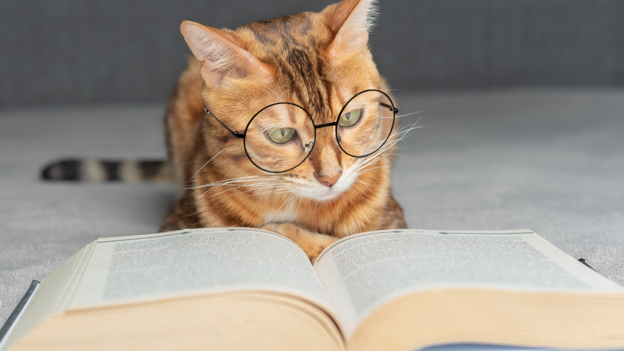 gato de óculos lendo