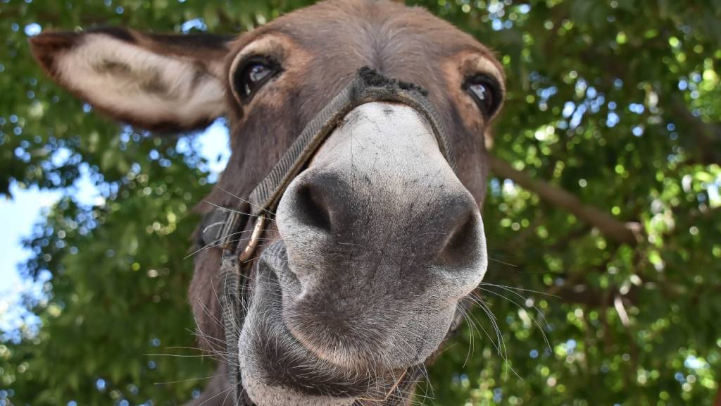 Qual é o coletivo de burro?