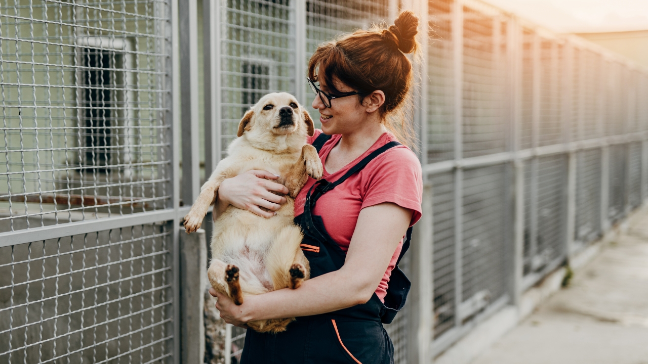 trabalho voluntário cachorro animais