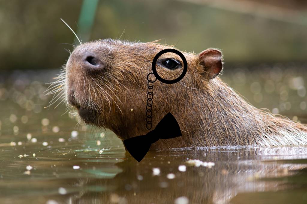 Qual o masculino de capivara?